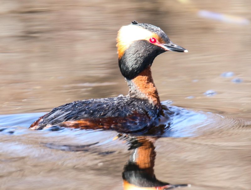 Horned Grebe