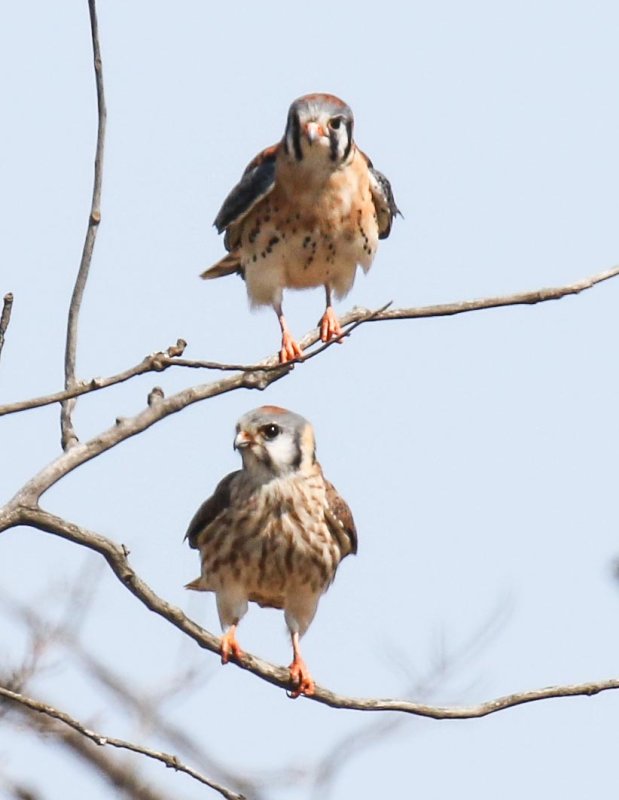 American Kestrel (female and male)
