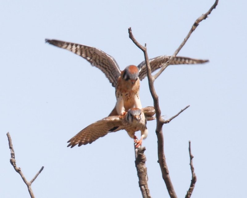 American Kestrel (female and male)