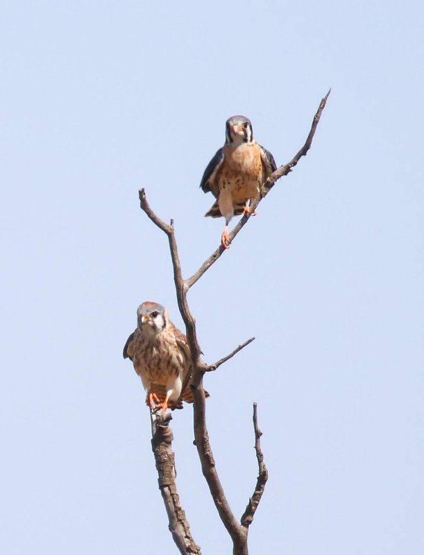 American Kestrel (female and male)