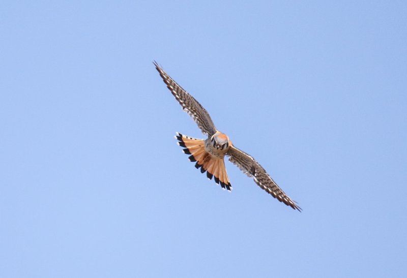 American Kestrel