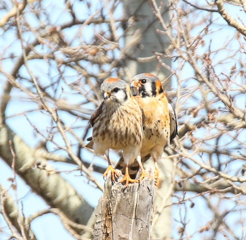 American Kestrel