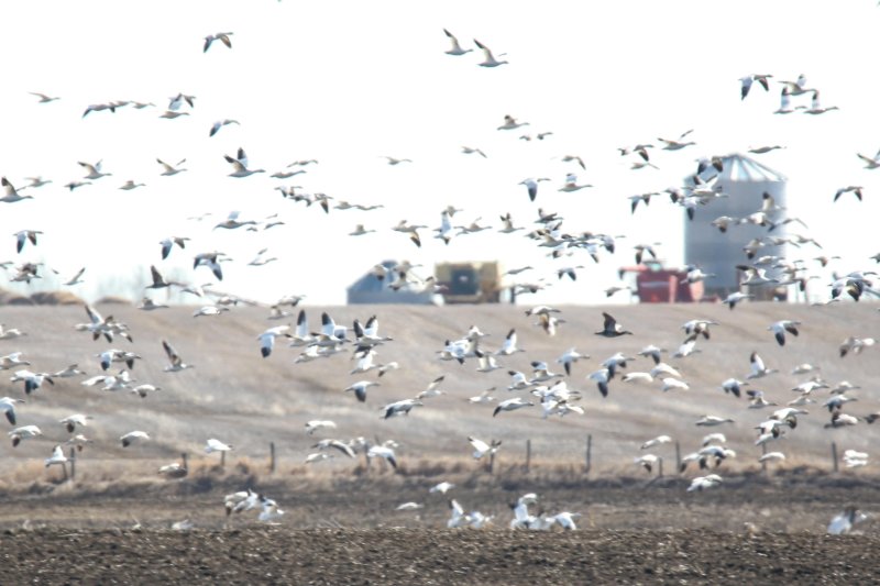 Snow Geese