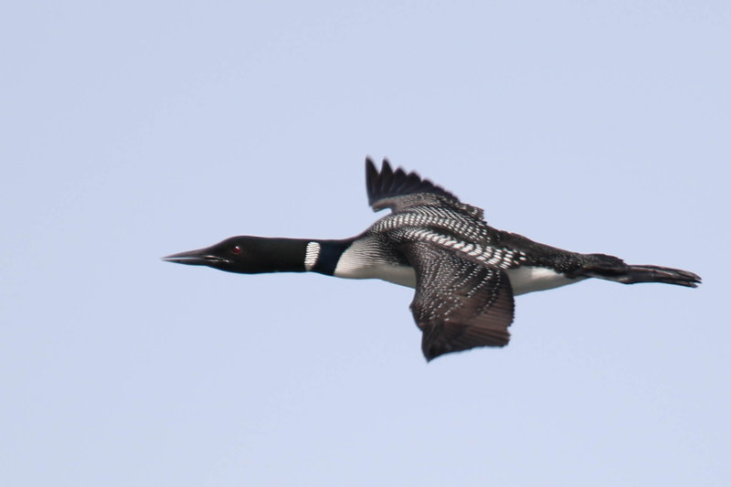 Common Loon
