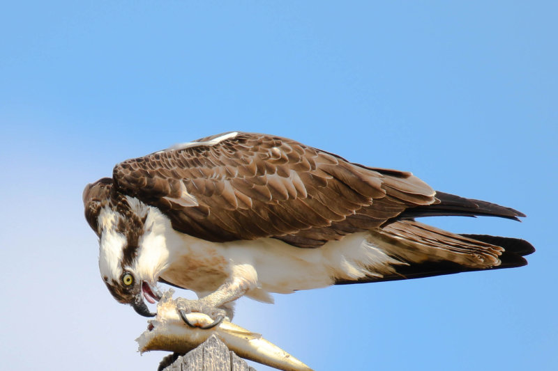 Osprey