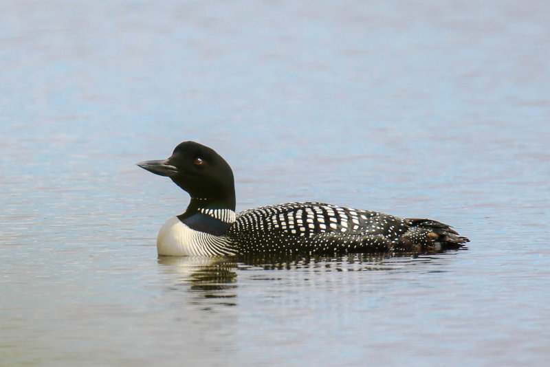 Common Loon