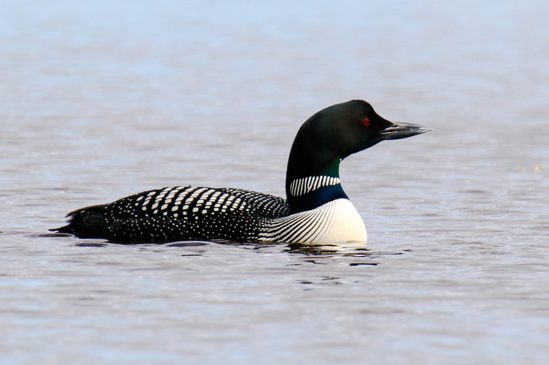 Common Loon *