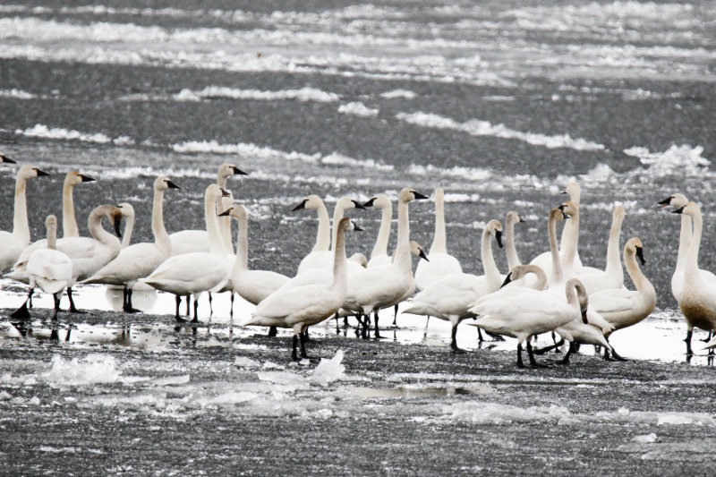 Tundra Swans