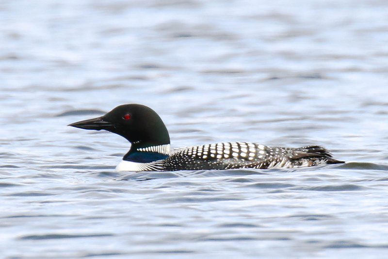 Common Loon