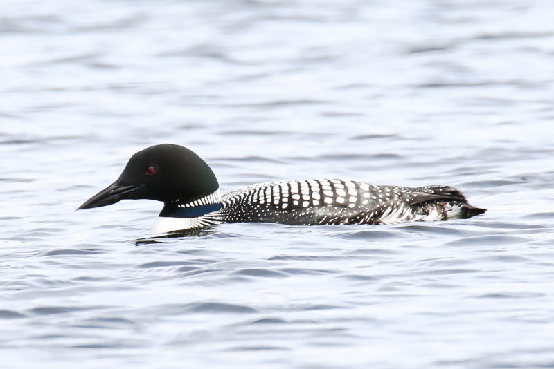 Common Loon