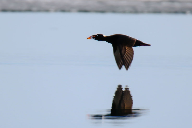 Surf Scoter