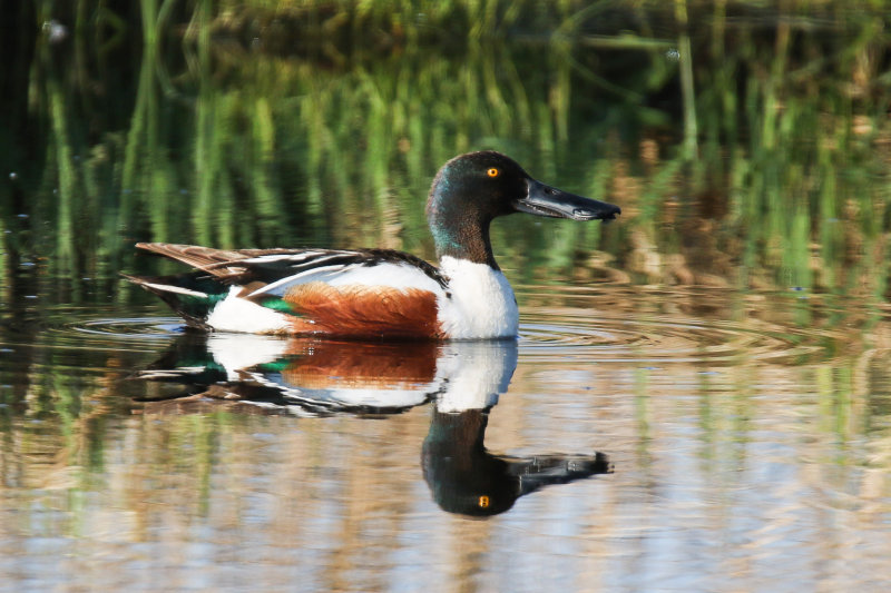 Northern Shoveler