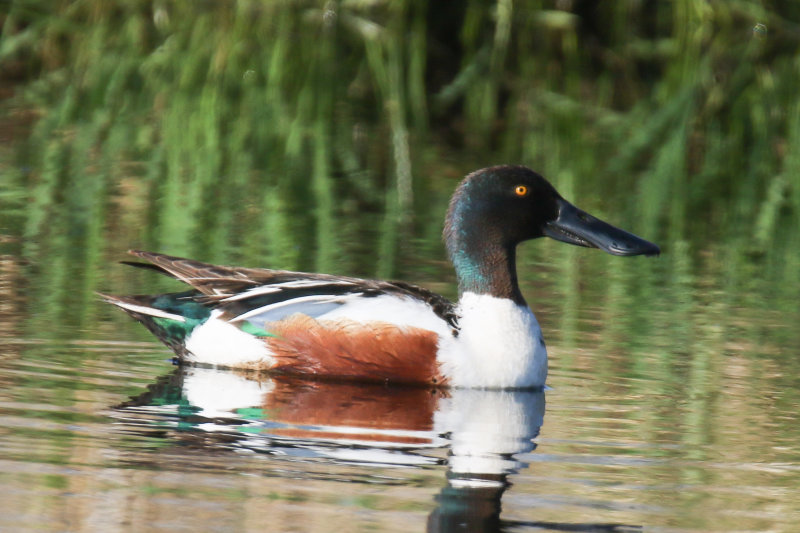 Northern Shoveler