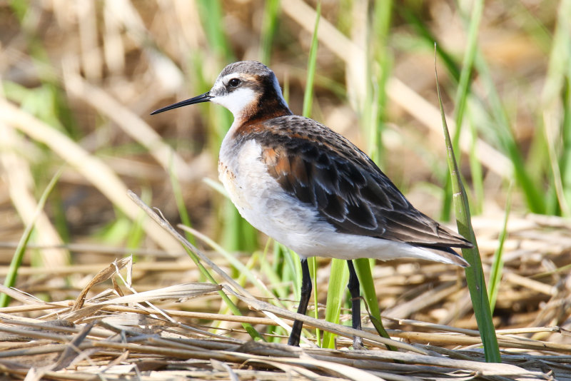 Wilson's Phalarope