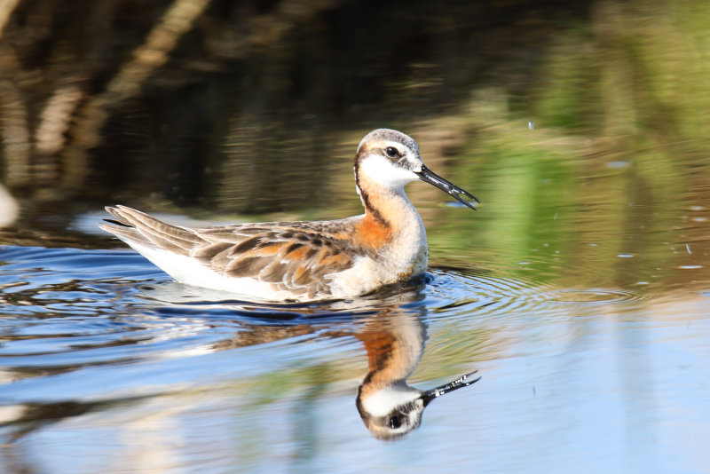 Wilson's Phalarope