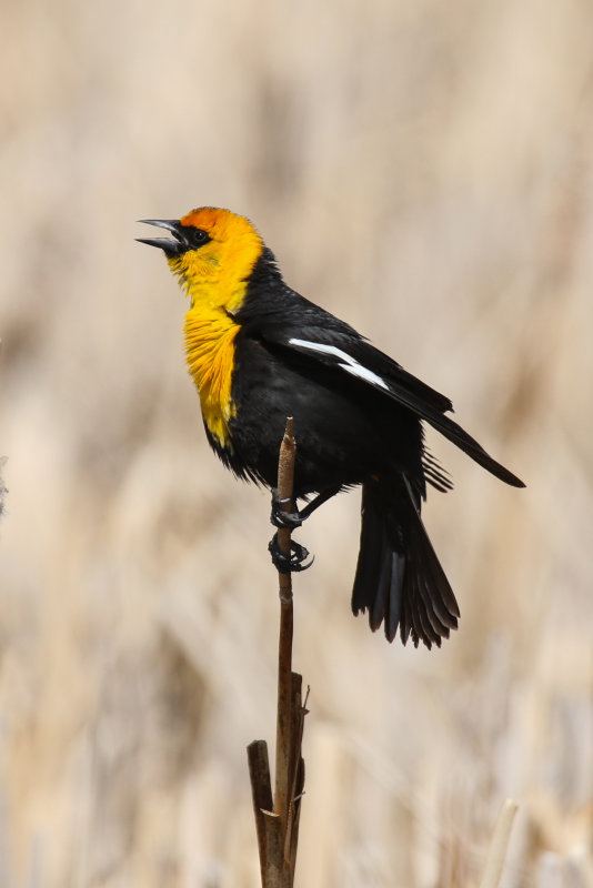 FOLDER: Yellow-Headed Blackbirds