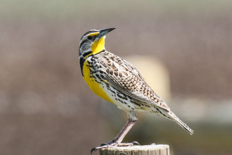FOLDER: Meadowlark
