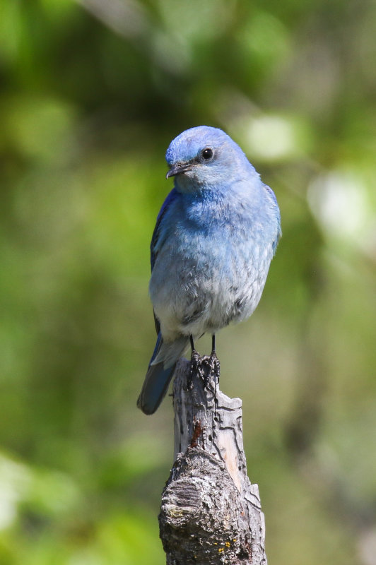 Mountain Bluebirds