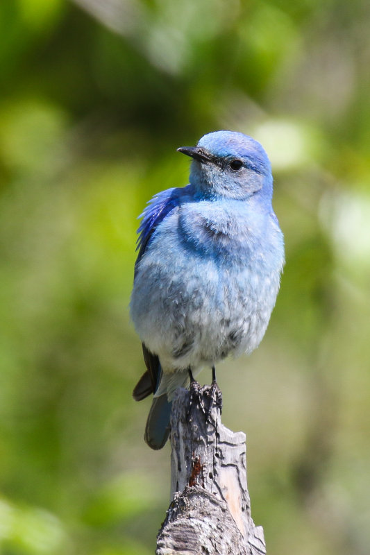 Mountain Bluebirds