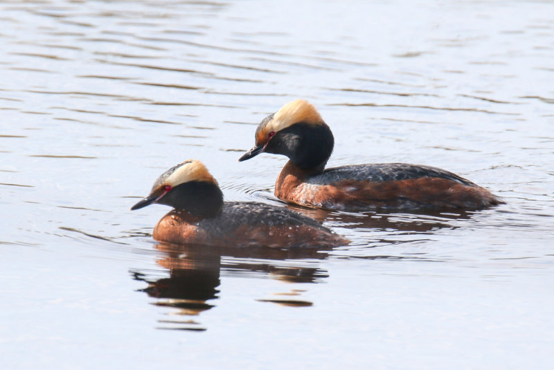 Horned Grebe