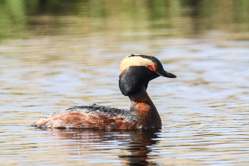 Horned Grebe