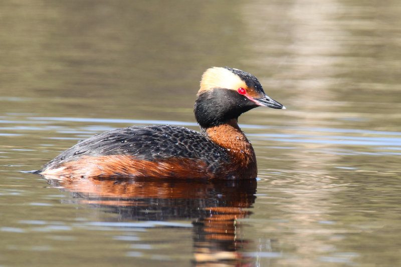 Horned Grebe