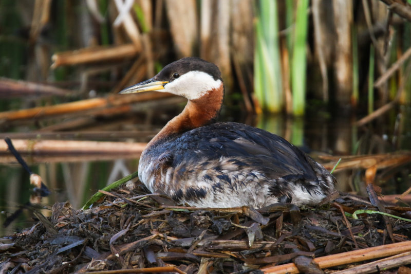 Heritage Wetlands, Sherwood Park, AB