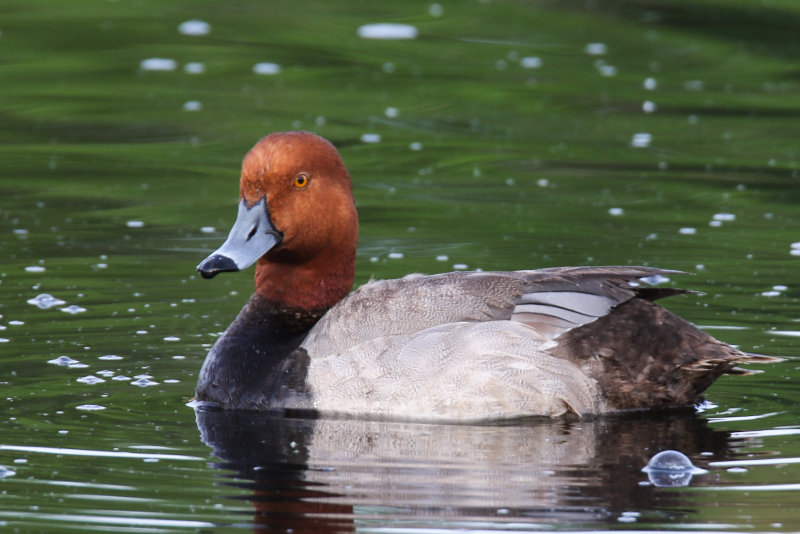 Ducks