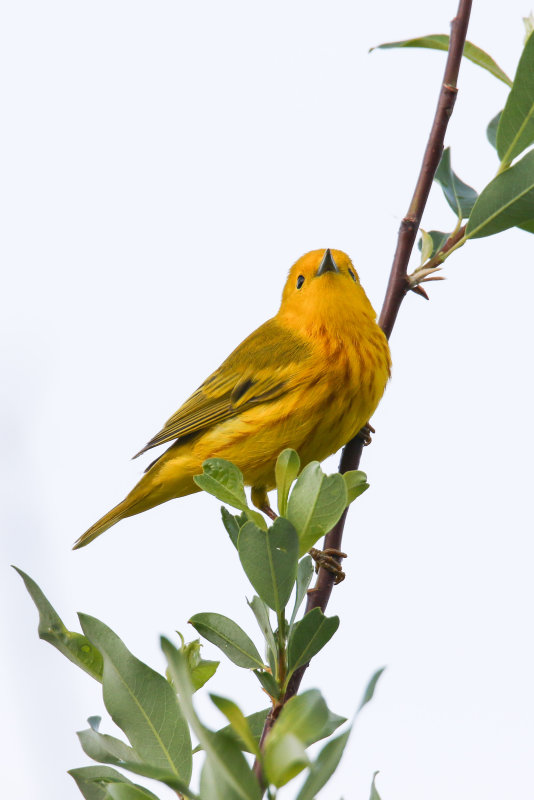 Yellow Warbler