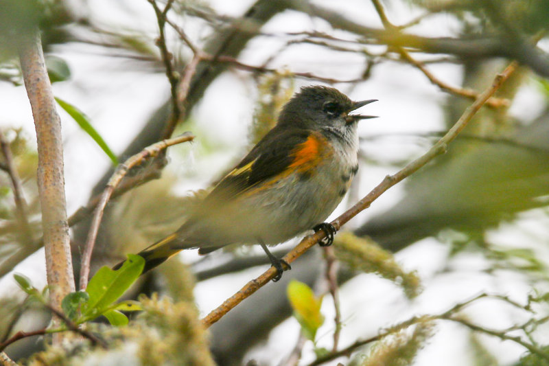 American Redstart