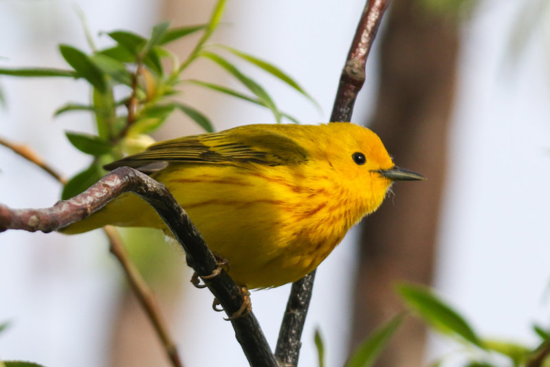 Warblers