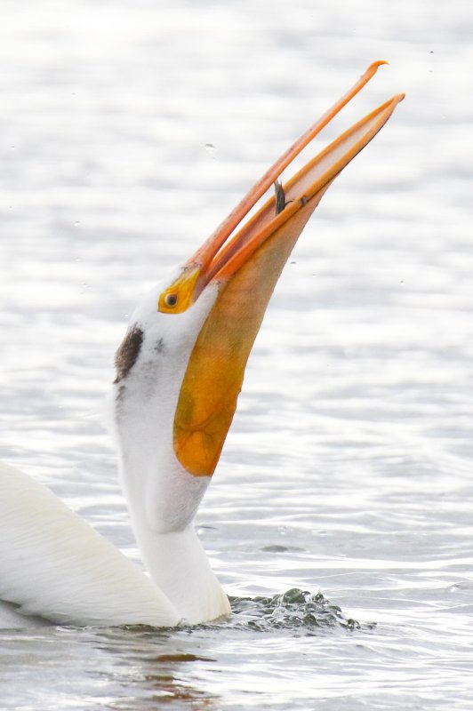 Pelican: The swallow
