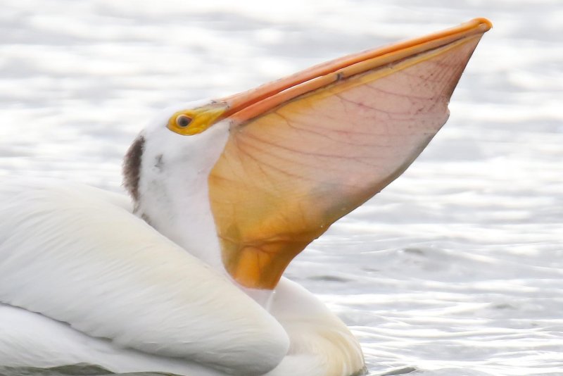 Pelican: Still working on it