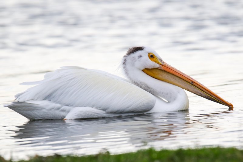 FOLDER Pelicans at Wabamun June 15 2018