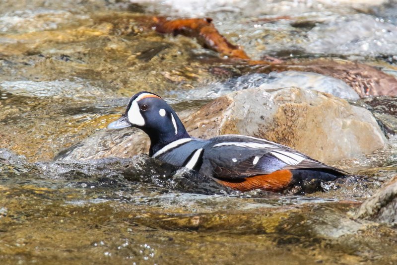 Harlequin at Waterton