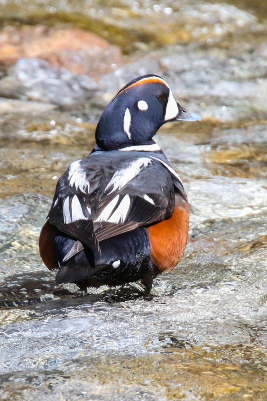 Harlequin at Waterton
