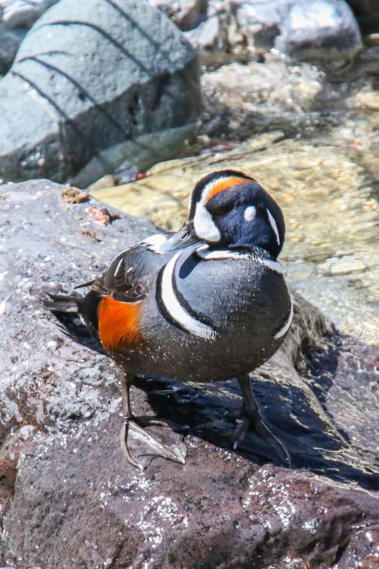 Harlequin at Waterton