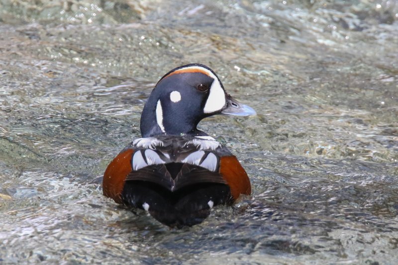 Harlequin at Waterton