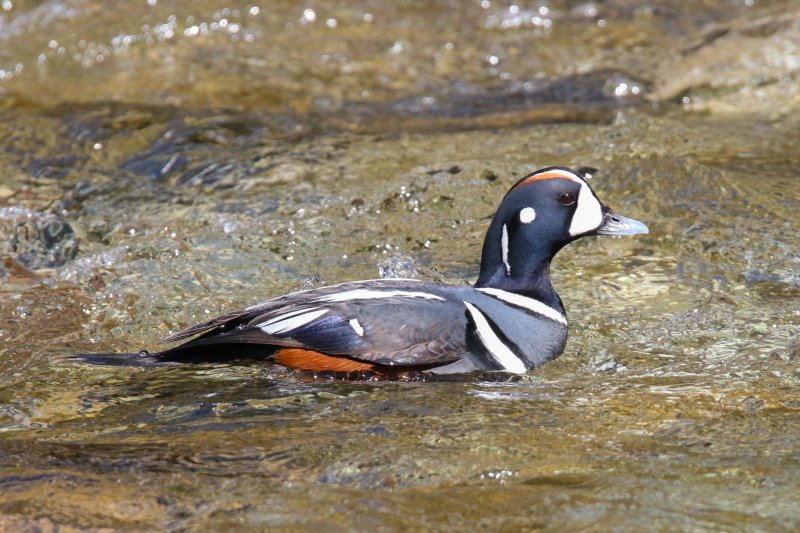 FOLDER: Harlequin duck