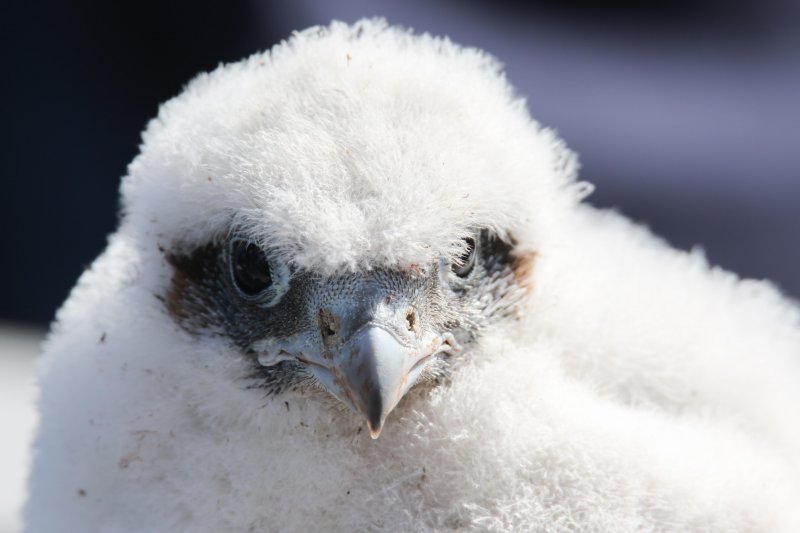 Genesee Falcon chicks