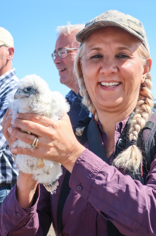 Manna with Genesee Falcon chick
