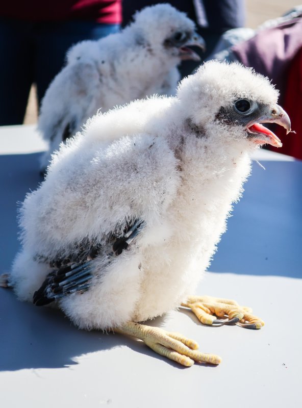 Genesee Falcon chicks getting banded