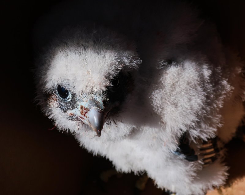 Genesee Falcon chick in a box