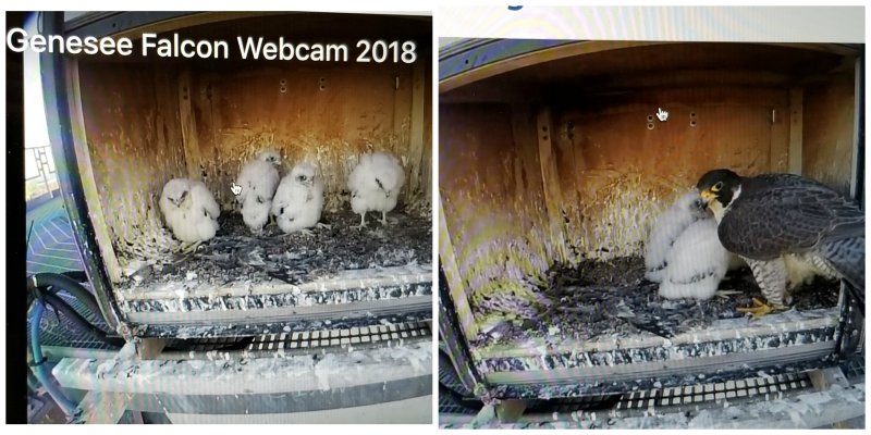 FOLDER 2018 Peregrine Falcon Chicks Genesee Banding