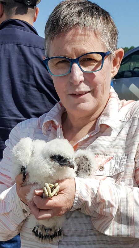 FOLDER 2018 Peregrine Falcon Chicks Genesee Banding