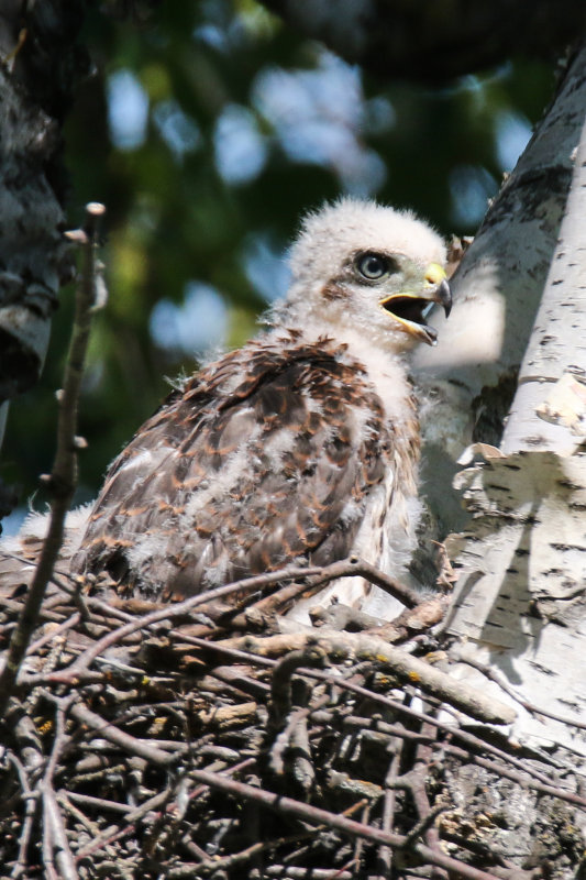 Cooper's Hawk chick front