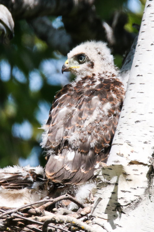 Cooper's Hawk chick
