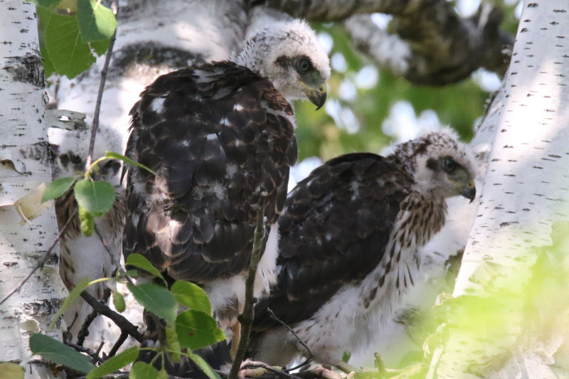 Cooper's Hawk chicks 