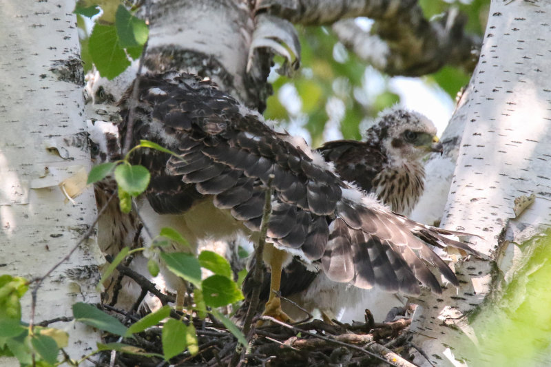 Cooper's Hawk chicks flight feathers grown in