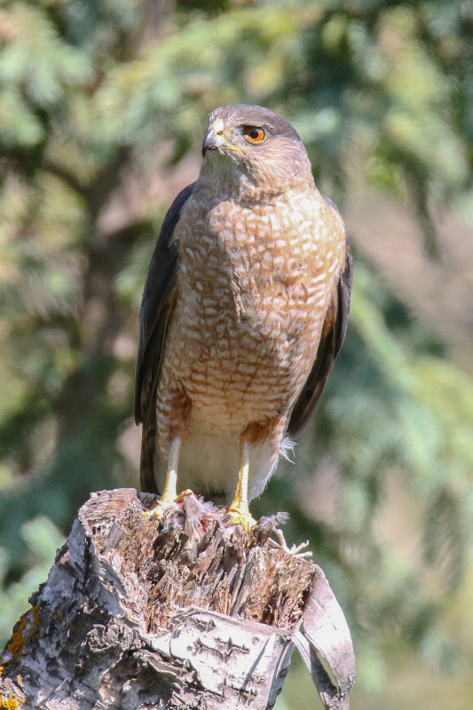 Cooper's Hawk adult male